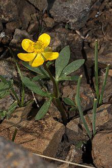 Ranunculus glaberrimus 1763f.JPG