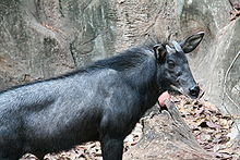 Serow Capricornis sumatraensis.JPG