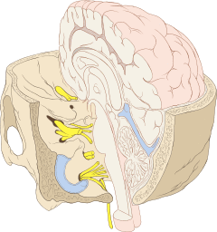 Skull and brainstem inner ear.svg