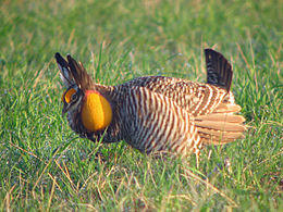 Tympanuchus cupido -Illinois, USA -male displaying-8 (1).jpg