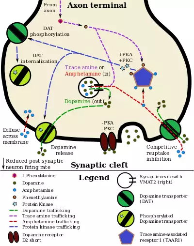 A pharmacodynamic model of amphetamine and TAAR1