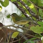 Female Painted Bunting (5270948788).jpg