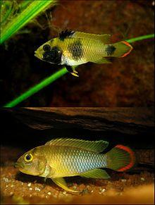 Apistogramma nijsseni mf mirror.jpg