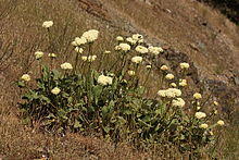 Eriogonum compositum 5077.JPG