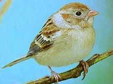 FieldSparrow23.jpg