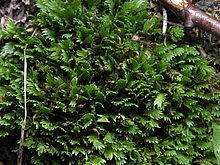 Fissidens cristatus0.jpg