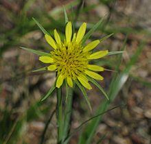 Goats beard Tragopogon dubius close.jpg