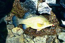 Golden perch.JPG