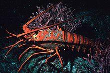 Lobster 300.jpg