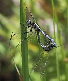 Orthetrum hintzi 2017 11 28 0994.jpg