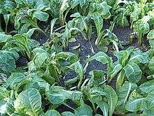 Pseudomonas marginalis, bladvuur op witlof (1).jpg