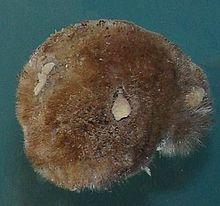 Sponge, Polymastia invaginata.jpg
