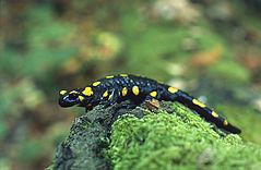 An individual of a fire salamander
