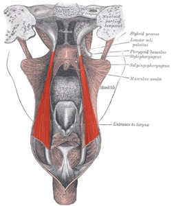 Salpingopharyngeus.png
