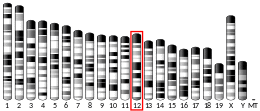 Chromosome 12 (mouse)