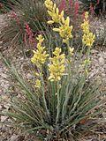 Hesperaloe (Agavaceae) Hesperaloe parviflora fh 427.35 TX Kulturpflanze selten gelbblühend.jpg