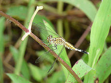 Acisoma panorpoides female by kadavoor.jpg