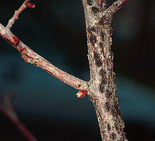 Anisogramma anomala.jpg