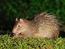 Brush-tailed Porcupine, Atherurus macrourus in Kaeng Krachan national park (15925250476).jpg