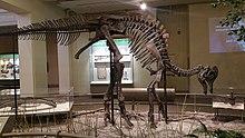 Carnegie Corythosaurus.jpg