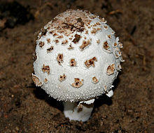 Chlorophyllum brunneum (Shaggy Parasol) W IMG 1234.jpg