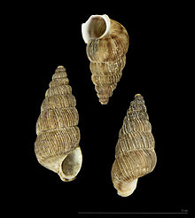 Cochlostoma nouleti MHNT.ZOO.2005.290.jpg