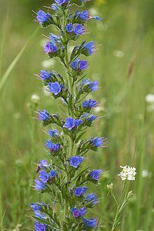 Echium vulgare L.jpg