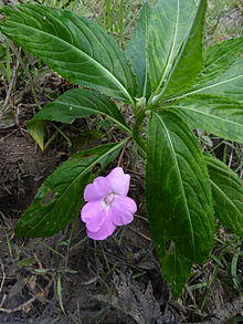 Impatiens irvingii.jpg
