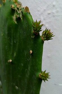 Opuntia cochenillifera