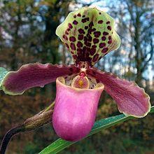 Paphiopedilum henryanum Orchi 001.jpg
