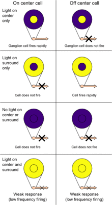 On-centre and off-surround presented alongside off-centre and off-surround retinal ganglion receptive fields