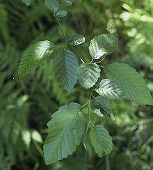 Red alder leaves.jpg
