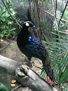 Stavenn Polyplectron napoleonis 01.jpg