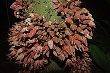 Uvariopsis submontana.jpg