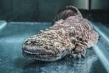 Velemlok čínský zoo praha 1.jpg