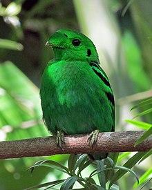 Малый зеленый рогоклюв Calyptomena viridis.jpg