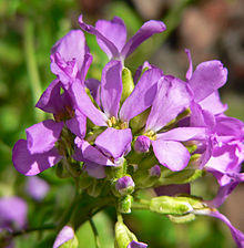 Arabis blepharophylla 2.jpg