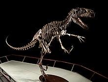BYU Utahraptor skeletal mount.jpg