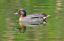 Common teal duck (male)