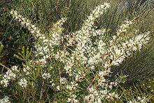 Hakea teretifolia 3 Kurnell smaller.jpg