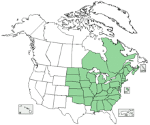 Hedeoma pulegioides distribution.png