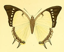 MurwaredaDolon189 1.jpg