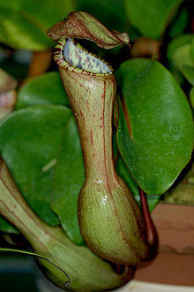 Nepenthes clipeata.jpg