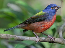 Passerina ciris-20090208.jpg