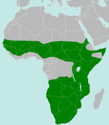 Polemaetus bellicosus distribution map.svg