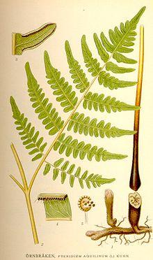 Pteridium aquilinum nf.jpg