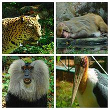 Thiruvananthapuram Zoo Collage.jpg