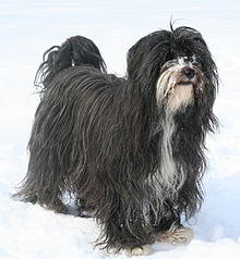 Tibet Terrier Bennie (cropped).jpg