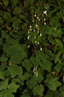 Vancouveria hexandra 6356.JPG