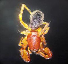 Palpimanidae-Estereoscopio-artropofauna-hjarasca-Colombia-Atlántico-UniversidaddelAtlántico..jpg